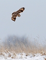 Short-eared owl - N